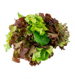 LECHUGAS BOUQUET MIX1